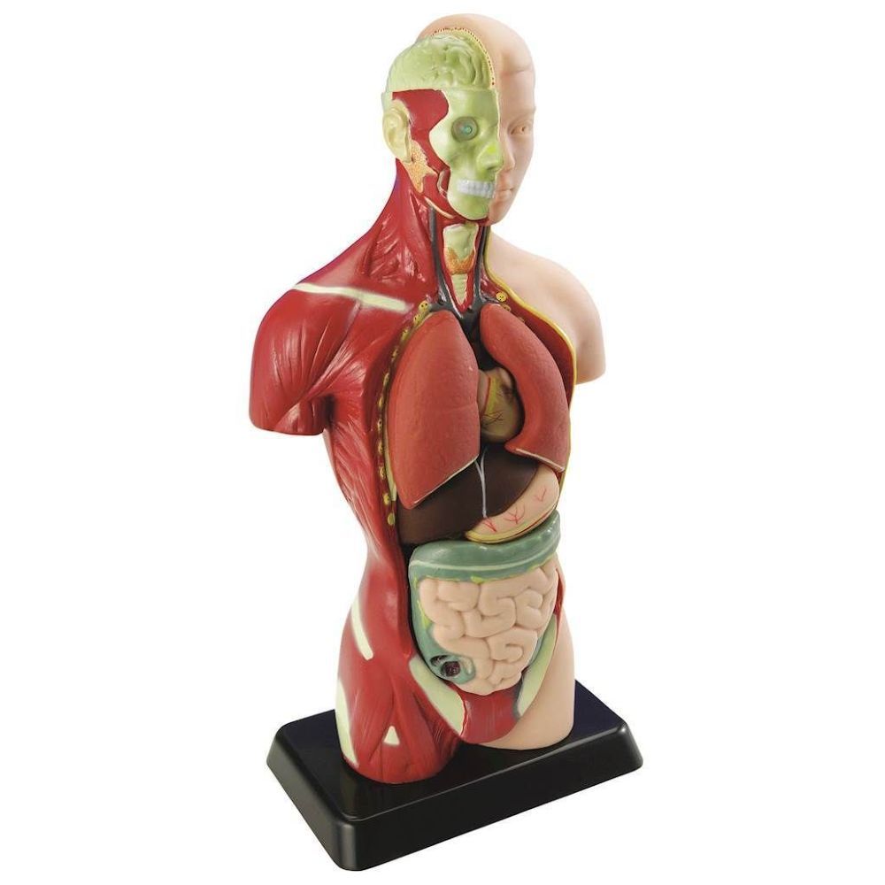 Edu Toys Human Anatomy Model
