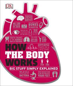 How the Body Works Big Stuff Simply Explained | Dorling Kindersley