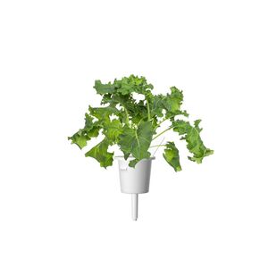 Click & Grow Green Kale Smart Garden refill (Pack 0f 3)